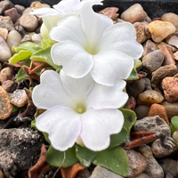 Primula allionii 'Lacewing'